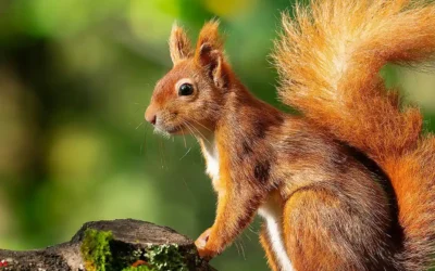Red Squirrel Chooses Isorropia: Shining a Light on Wellbeing